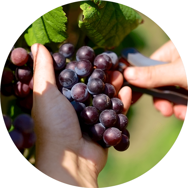 Grape Harvesting Hands