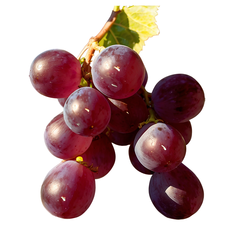 Grape In Sunlight Png 28