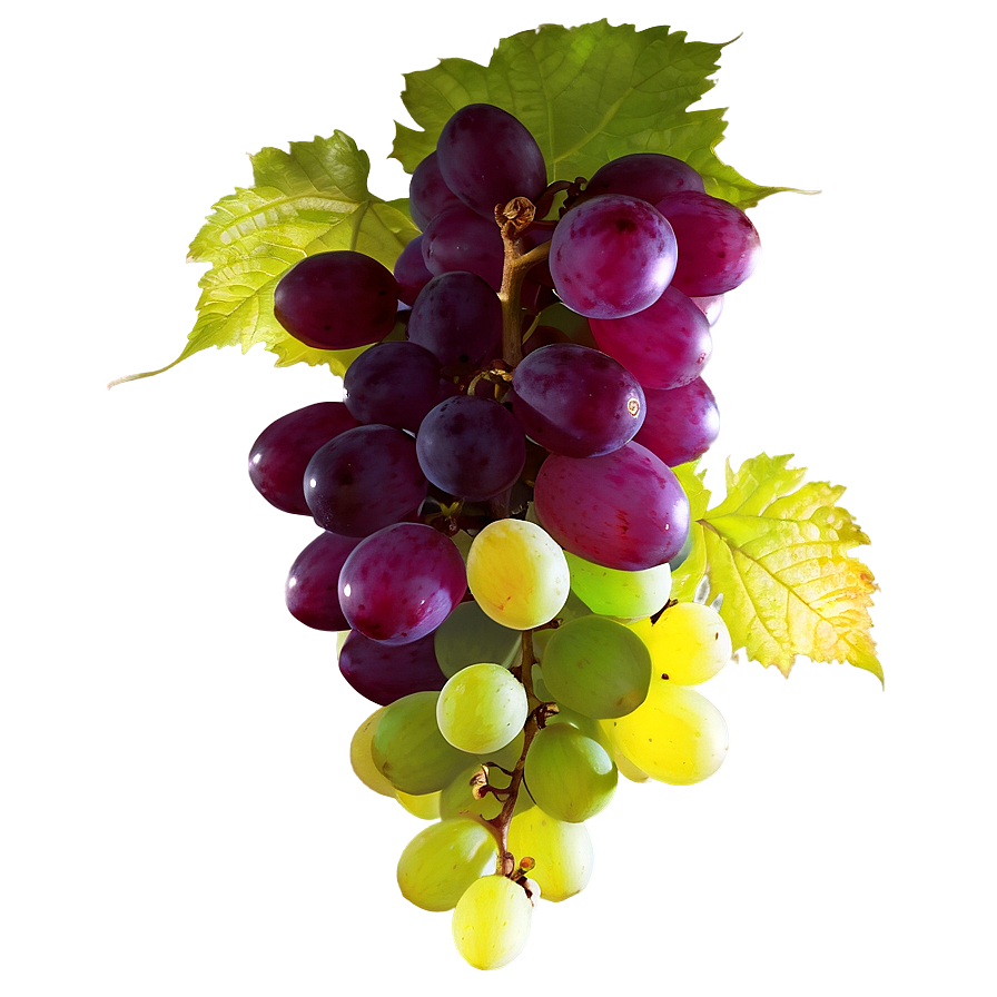 Grape In Sunlight Png Guy