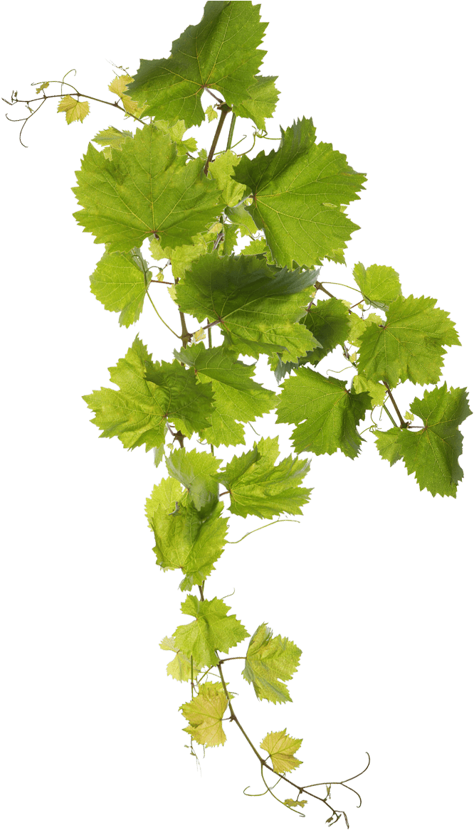 Grape Leaf Png , Png Download - Grape Leaves Water Color Png, Transparent Png PNG with transparent background