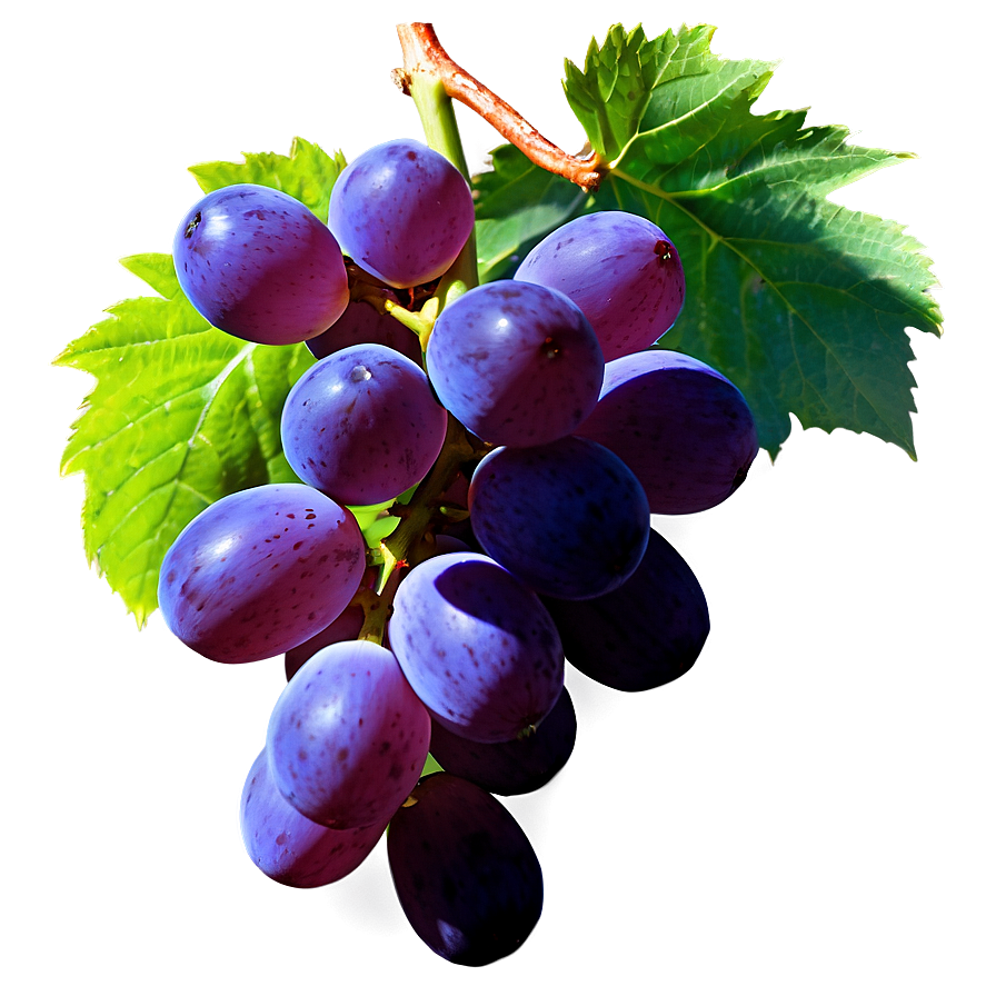 Grape With Shadow Png 06292024