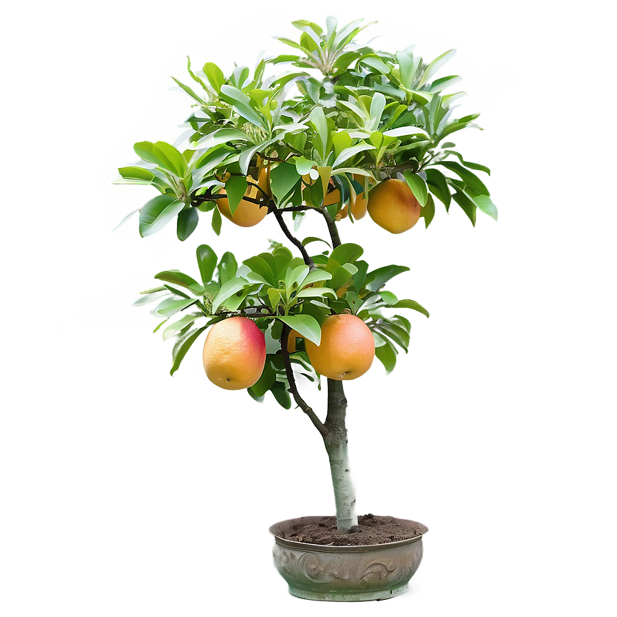 Grapefruit Tree Png Fqx89