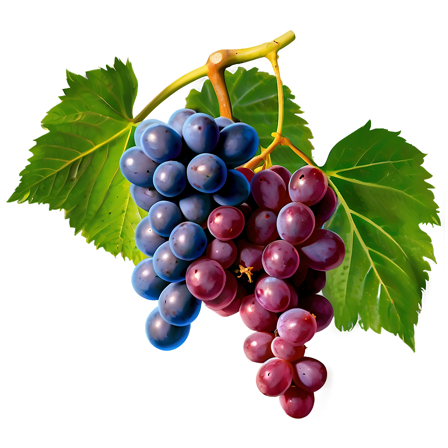 Grapes And Leaves Png 05242024