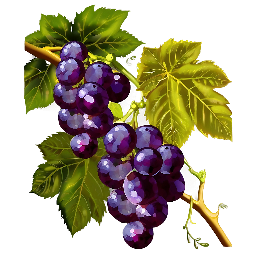 Grapes Clipart Png 05242024