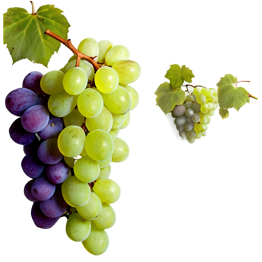 Grapes Frame Png 05242024