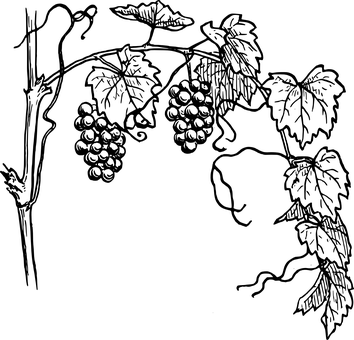 Grapes Image Not Found PNG with transparent background