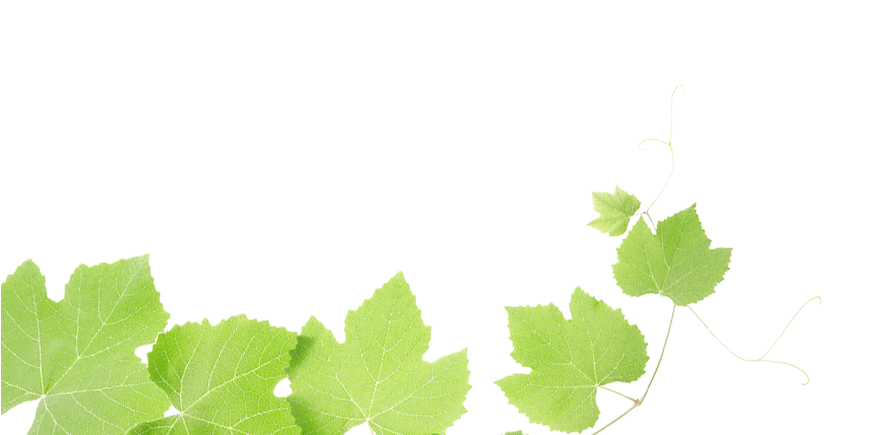 Grapes Leaves - Transparent Grape Leaf Png, Png Download PNG with transparent background