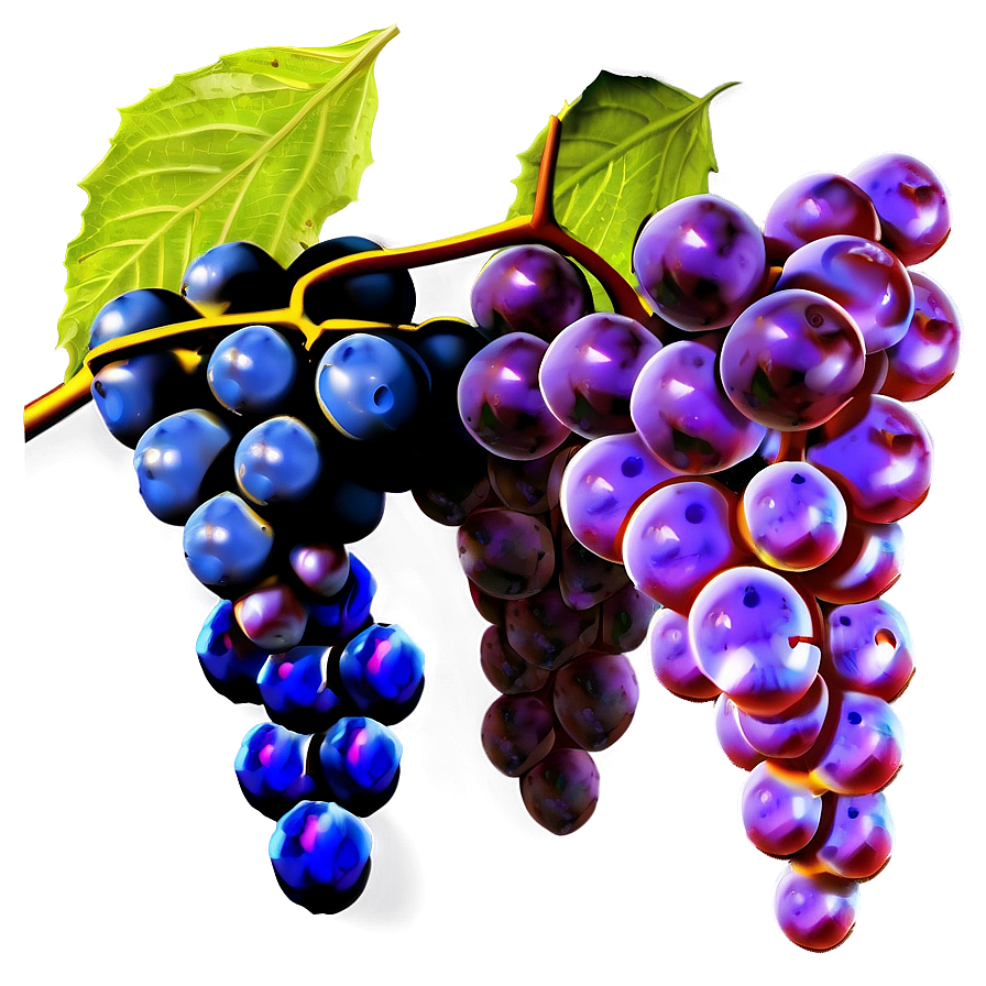 Grapes On Vine Png 62