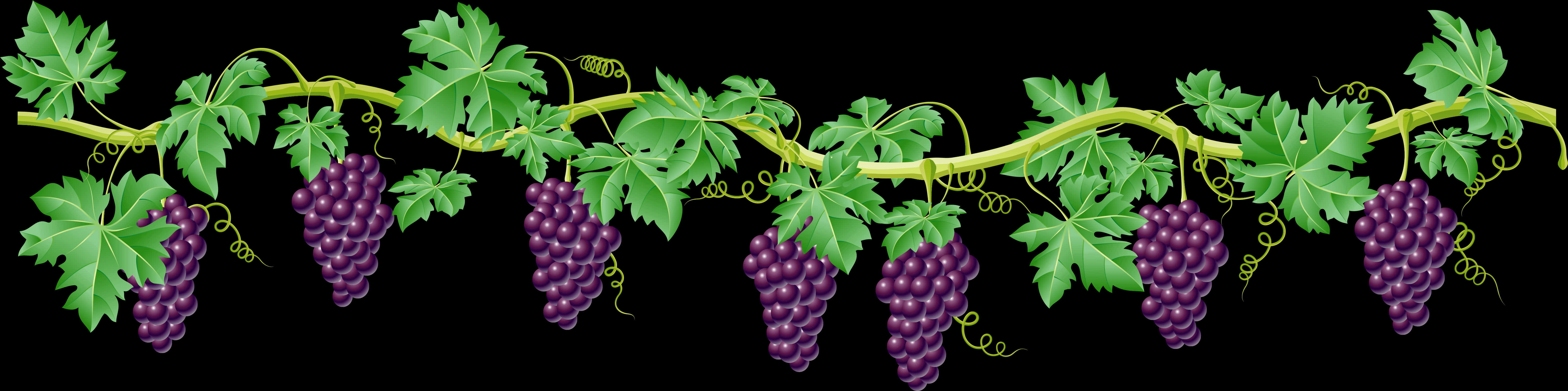 Grapevine Border Design