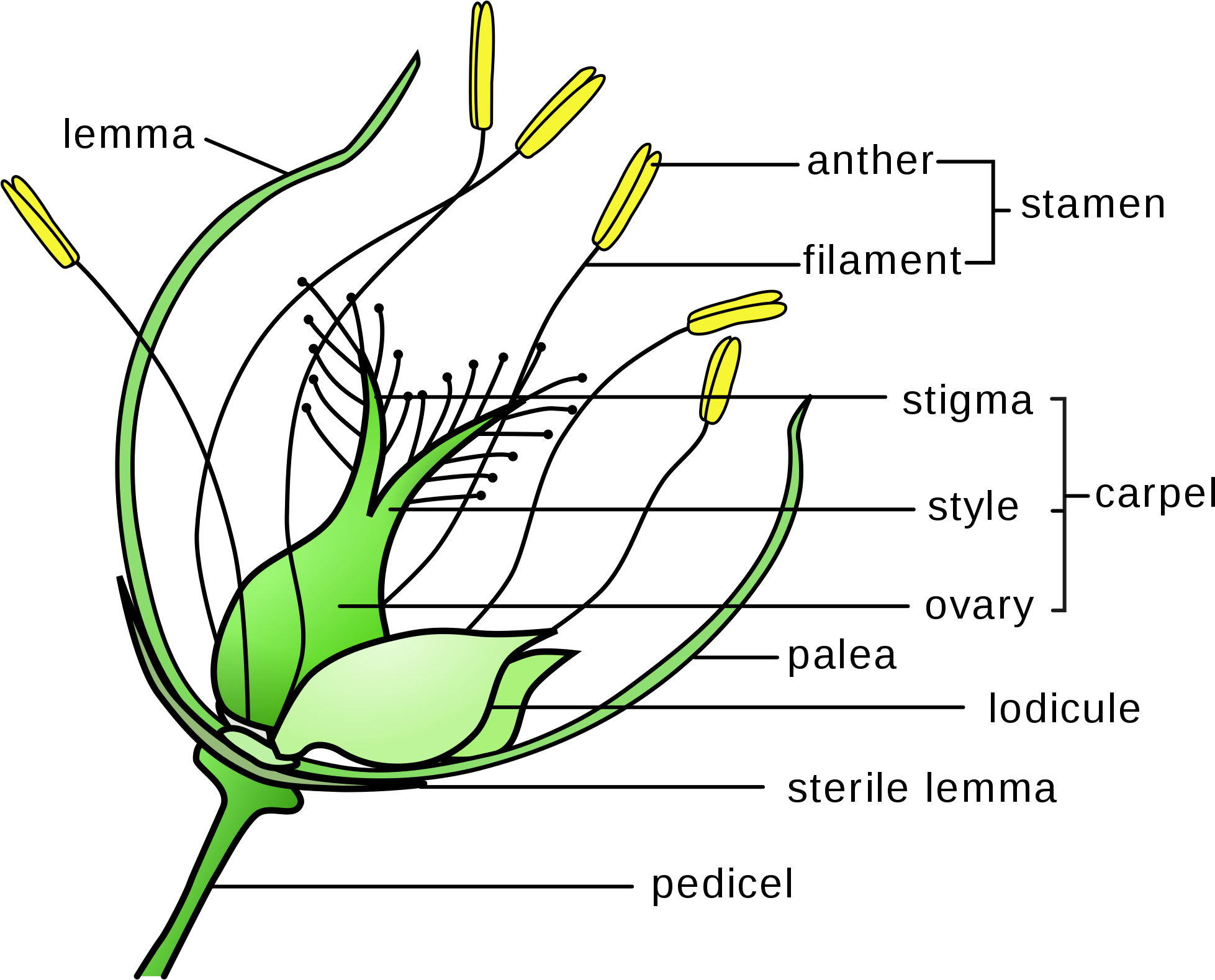 Grass Flower Anatomy Diagram