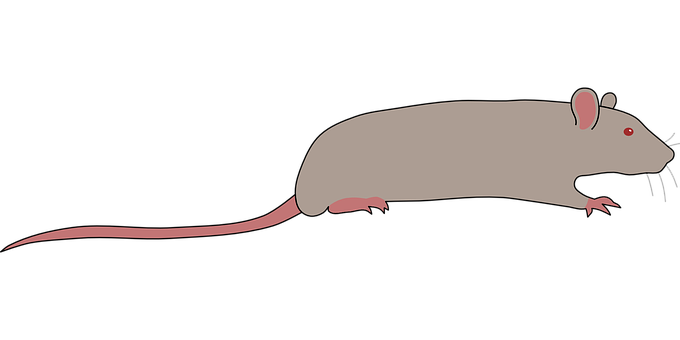 Gray Rat Illustrationon Black Background