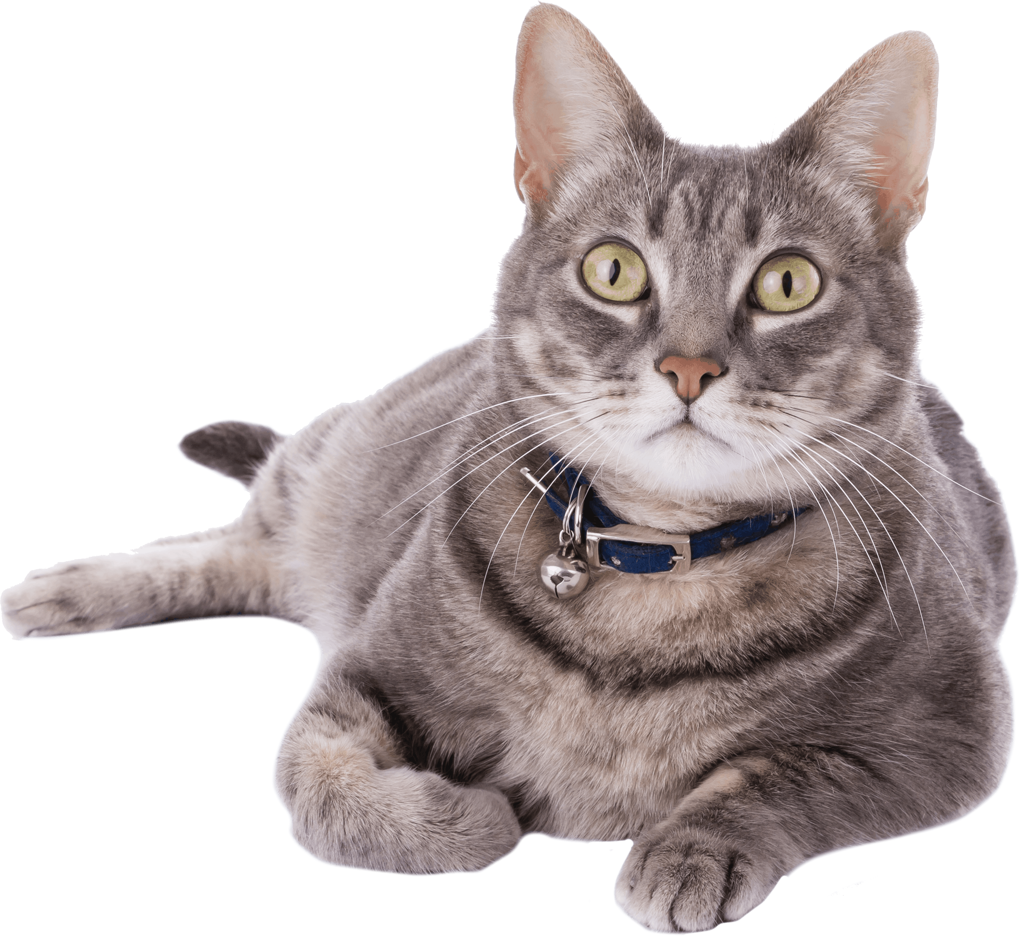 Gray Tabby Cat Blue Collar