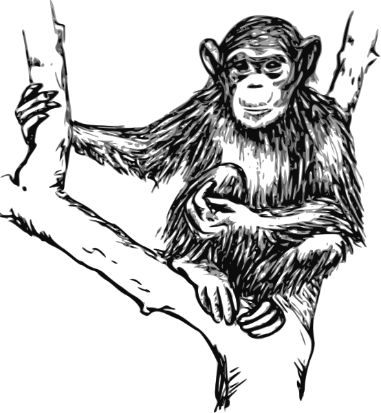 Grayscale Chimpanzee Svg Clip Arts - Chimpanzees In Black And White, HD Png Download PNG with transparent background