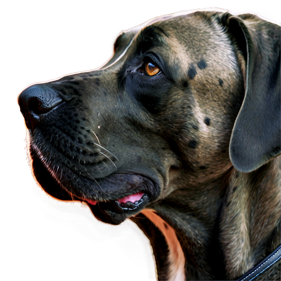 Great Dane Close-up Png 06212024