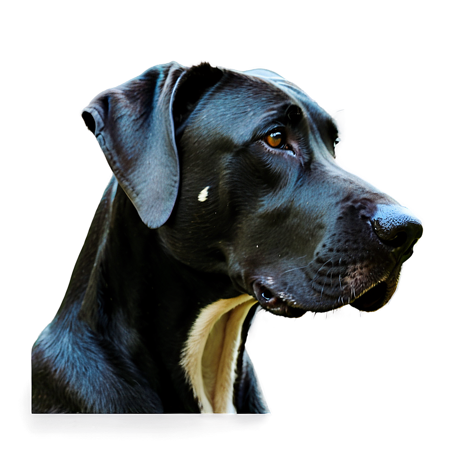 Great Dane Head Tilt Png Txv20