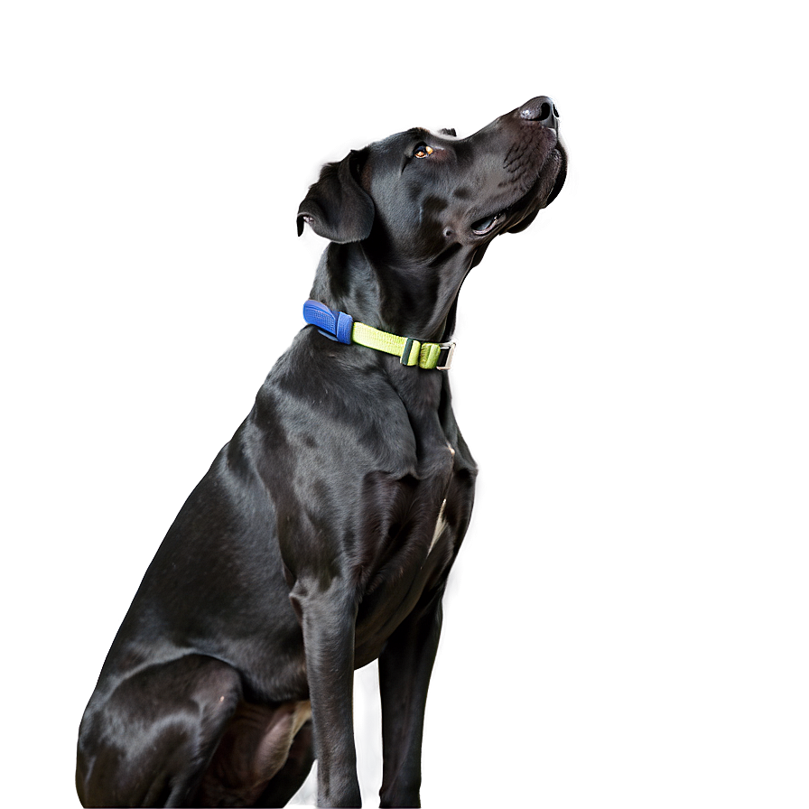 Great Dane Looking Up Png 40