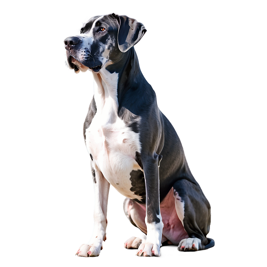 Great Dane Outline Png 39