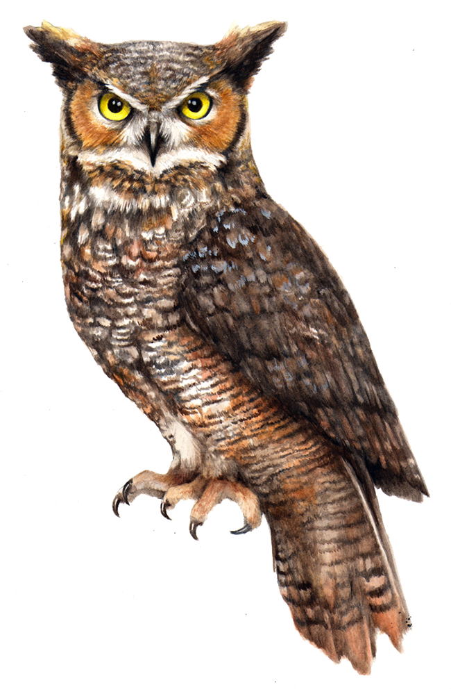 Great Horned Owl Illustration