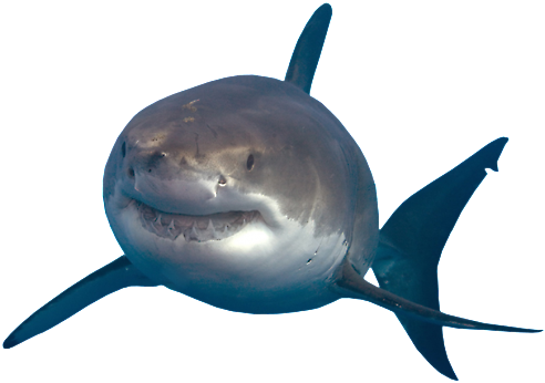 Shark Transparent Png - Great White Shark Shark Png PNG with transparent background