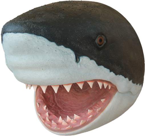 Tiger Shark Dog Puppy Fish - Shark Head Png PNG with transparent background