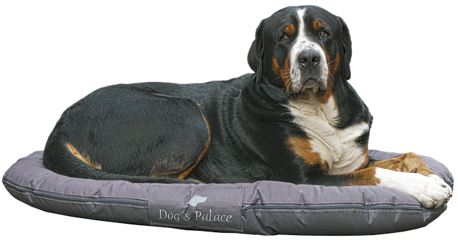 Greater_ Swiss_ Mountain_ Dog_on_ Bed PNG with transparent background