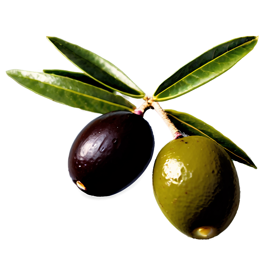 Greek Olive Branch PNG 55 PNG with transparent background