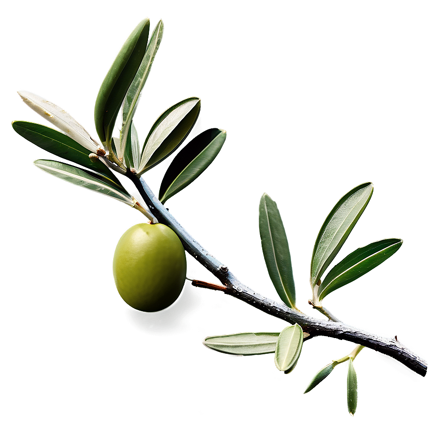 Greek Olive Branch PNG ump55 PNG with transparent background