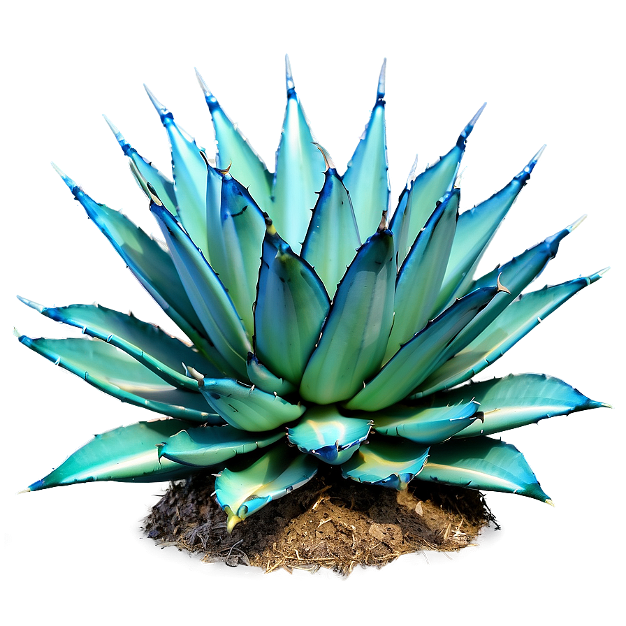 Green Agave Plant Png 06282024