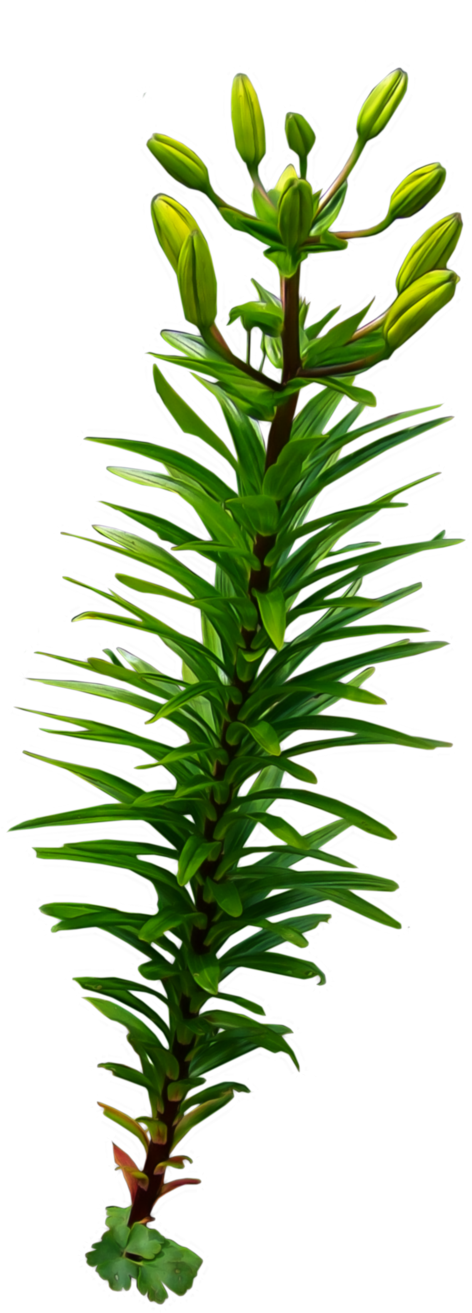 Green Aquatic Plant Budding PNG with transparent background