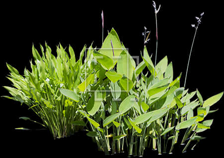 Green Bamboo Leaves Black Background