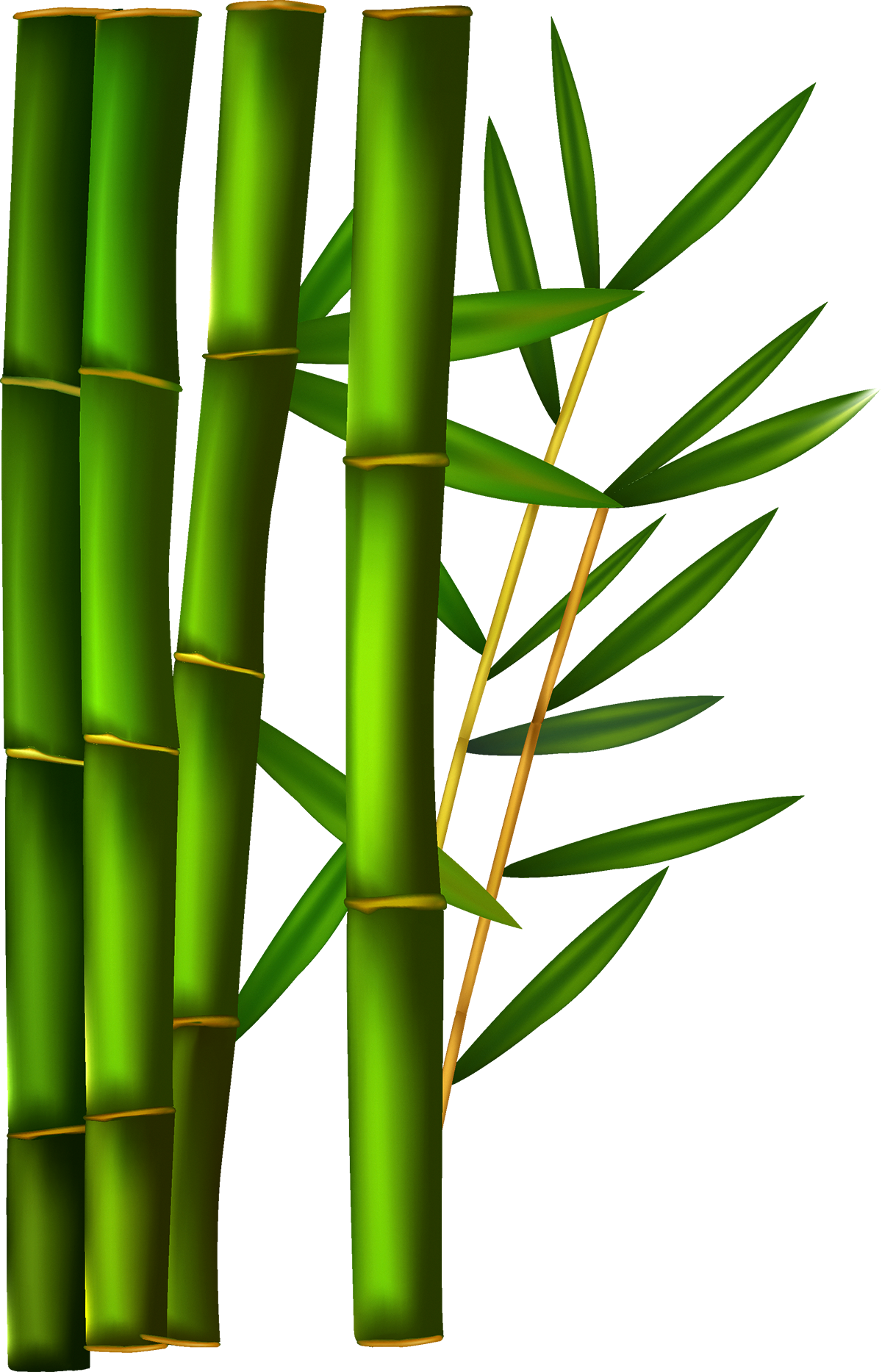 Green Bamboo Stalksand Leaves