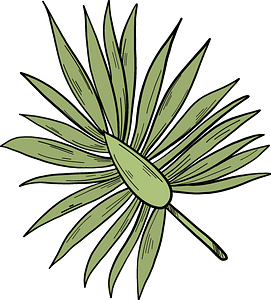 Green Banana Leaf Illustration