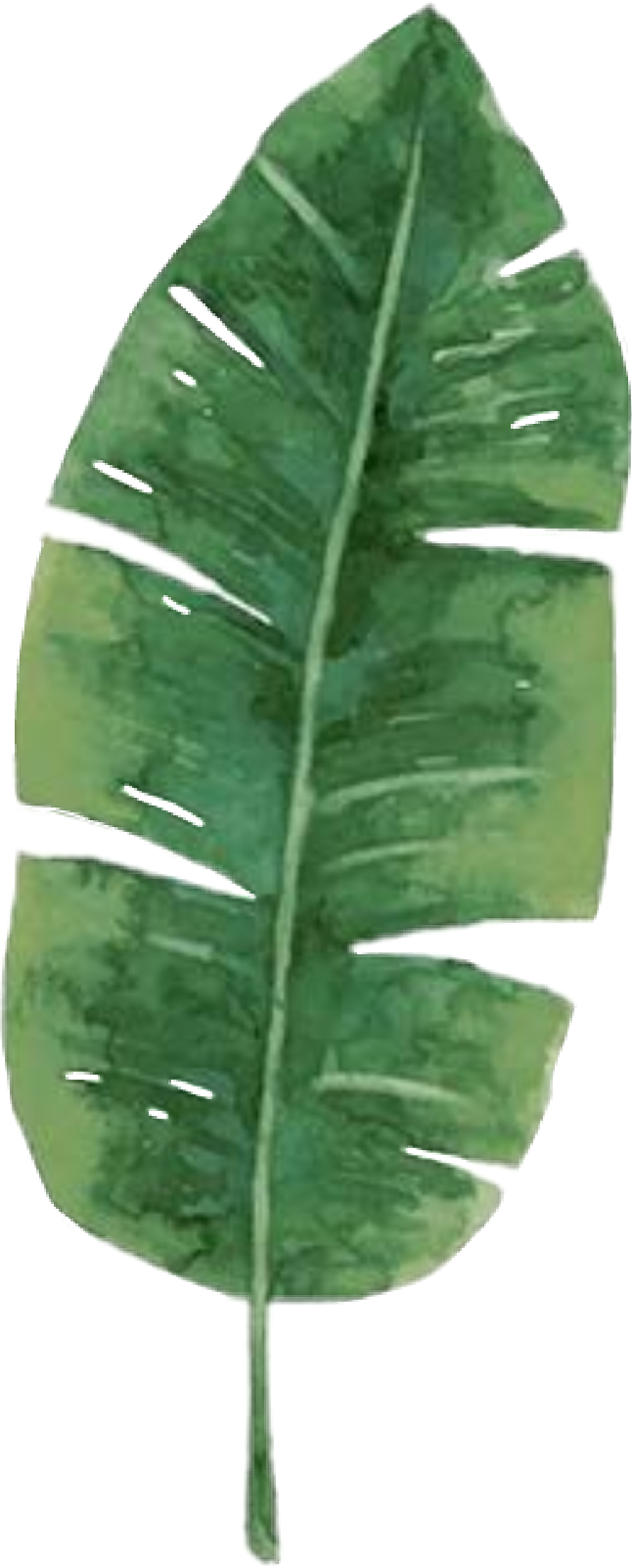 Green Banana Leaf Illustration