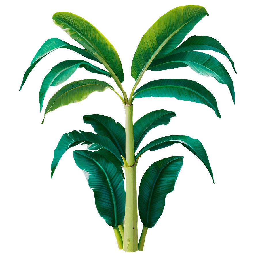 Green Banana Leaf Png Ali