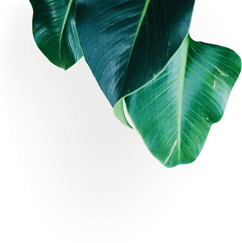 Green Banana Leaves Artistic Background