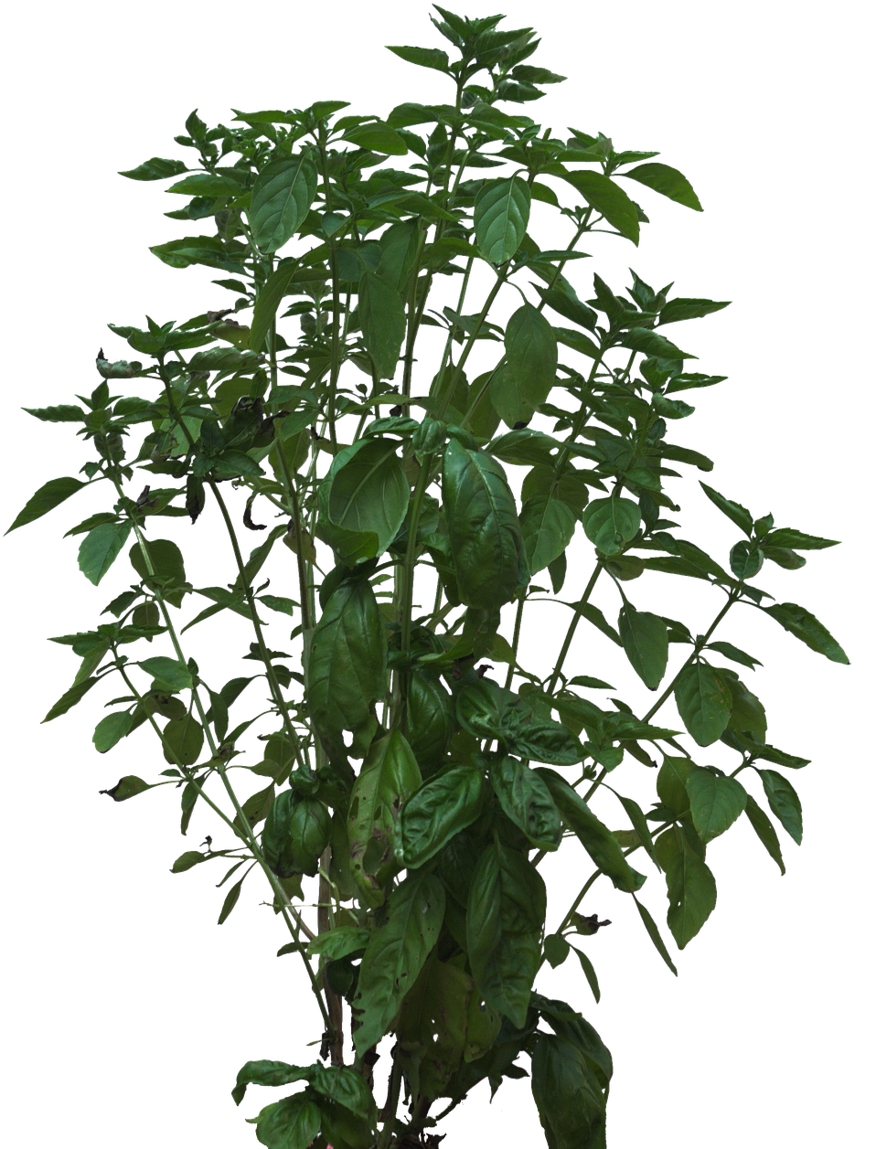 Green Basil Plant Isolated