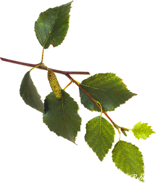 Green Birch Leaves Branch