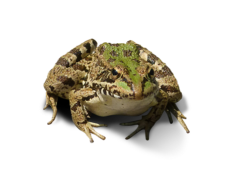 Green Brown Frog Black Background PNG with transparent background