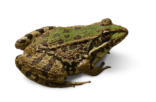 Green Brown Frog Black Background PNG with transparent background