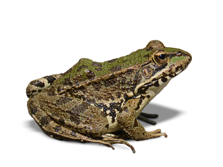 Green Brown Frog Black Background PNG with transparent background