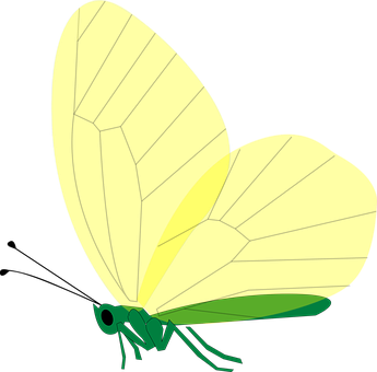 Green Butterfly Illustration