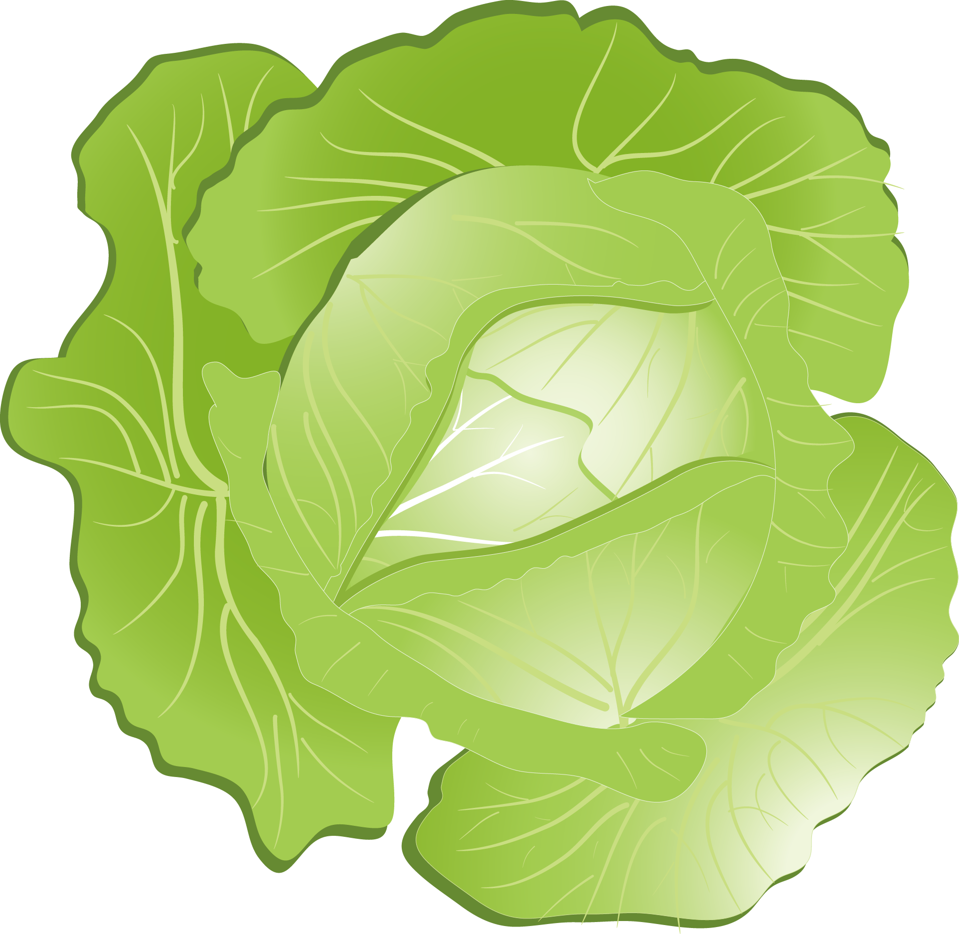 Red Cabbage Kohlrabi Clip Art - Cabbage Clipart Png, Transparent Png PNG with transparent background