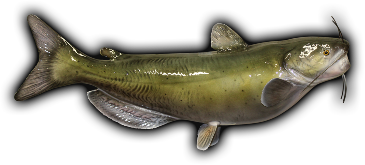 Green Catfish Side View