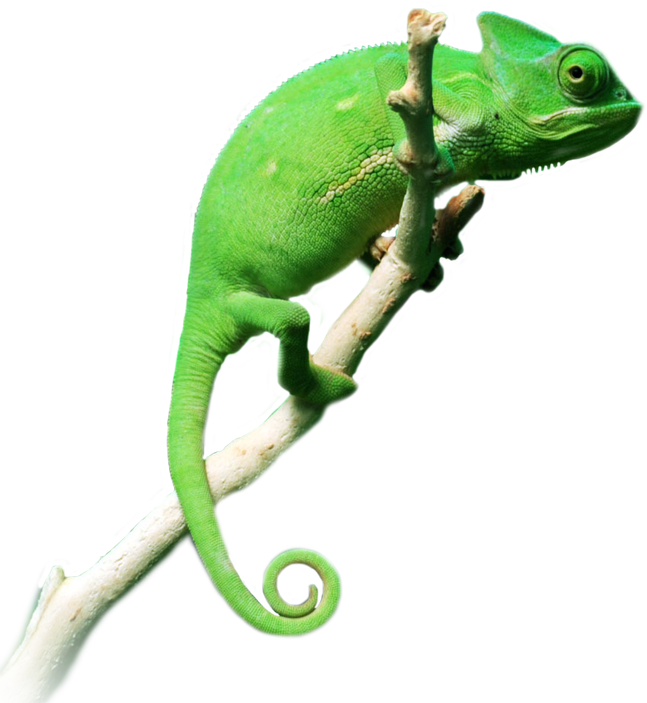 Green Chameleonon Branch.png