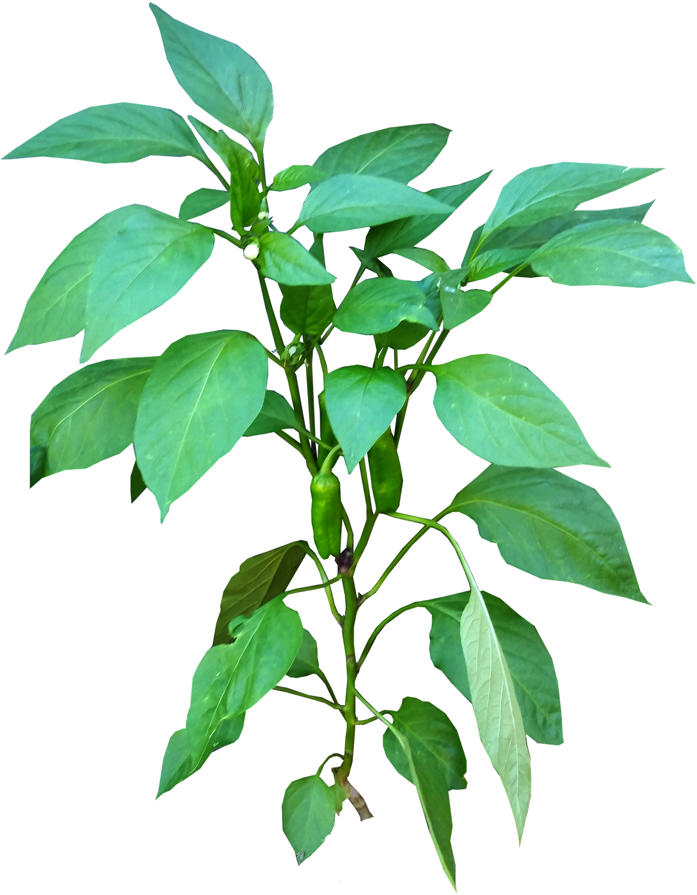 Vegetable Plant Png - Vector Planta Pimienta, Transparent Png PNG with transparent background