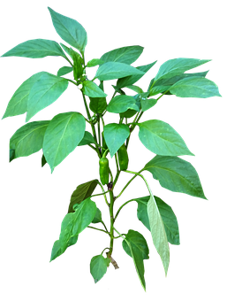Green Chili Planton Black Background PNG with transparent background
