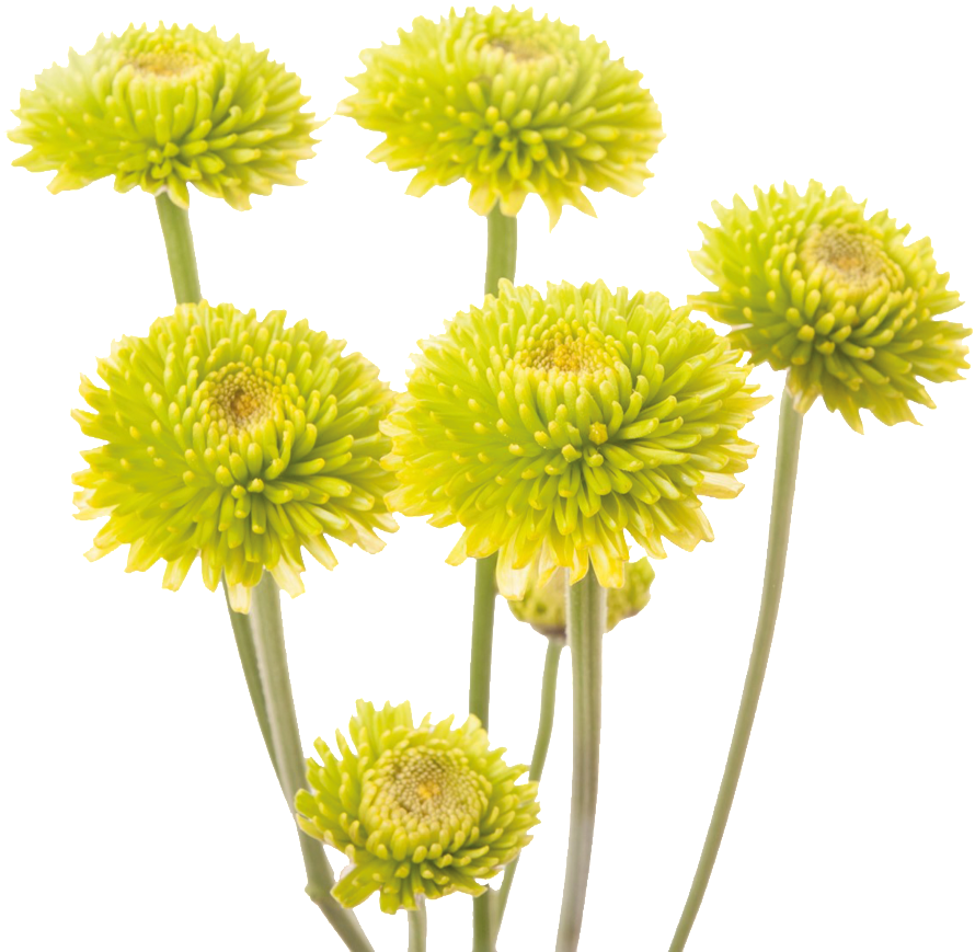 Green Chrysanthemums Transparent Background