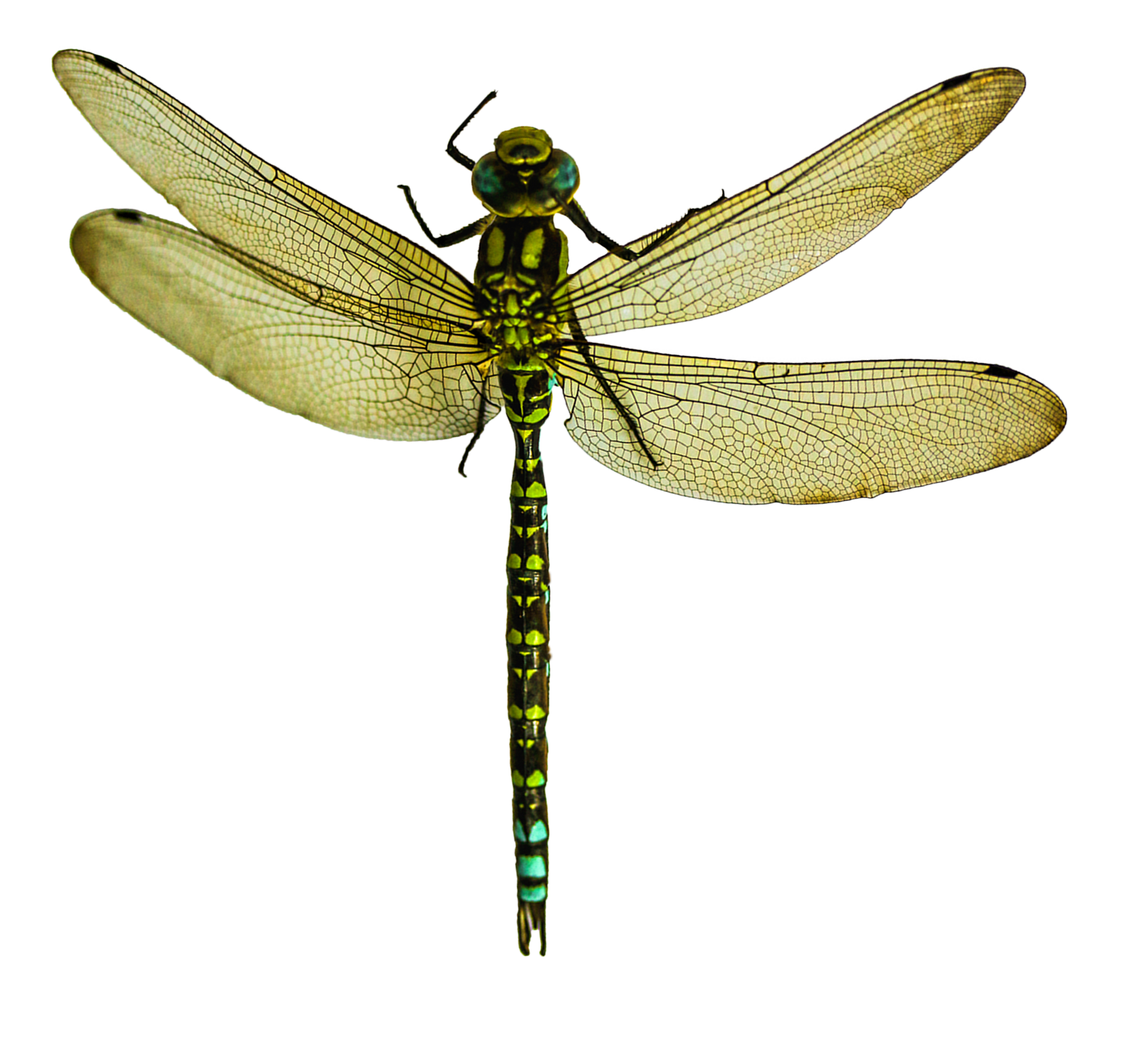 Green Dragonfly Transparent Background PNG with transparent background