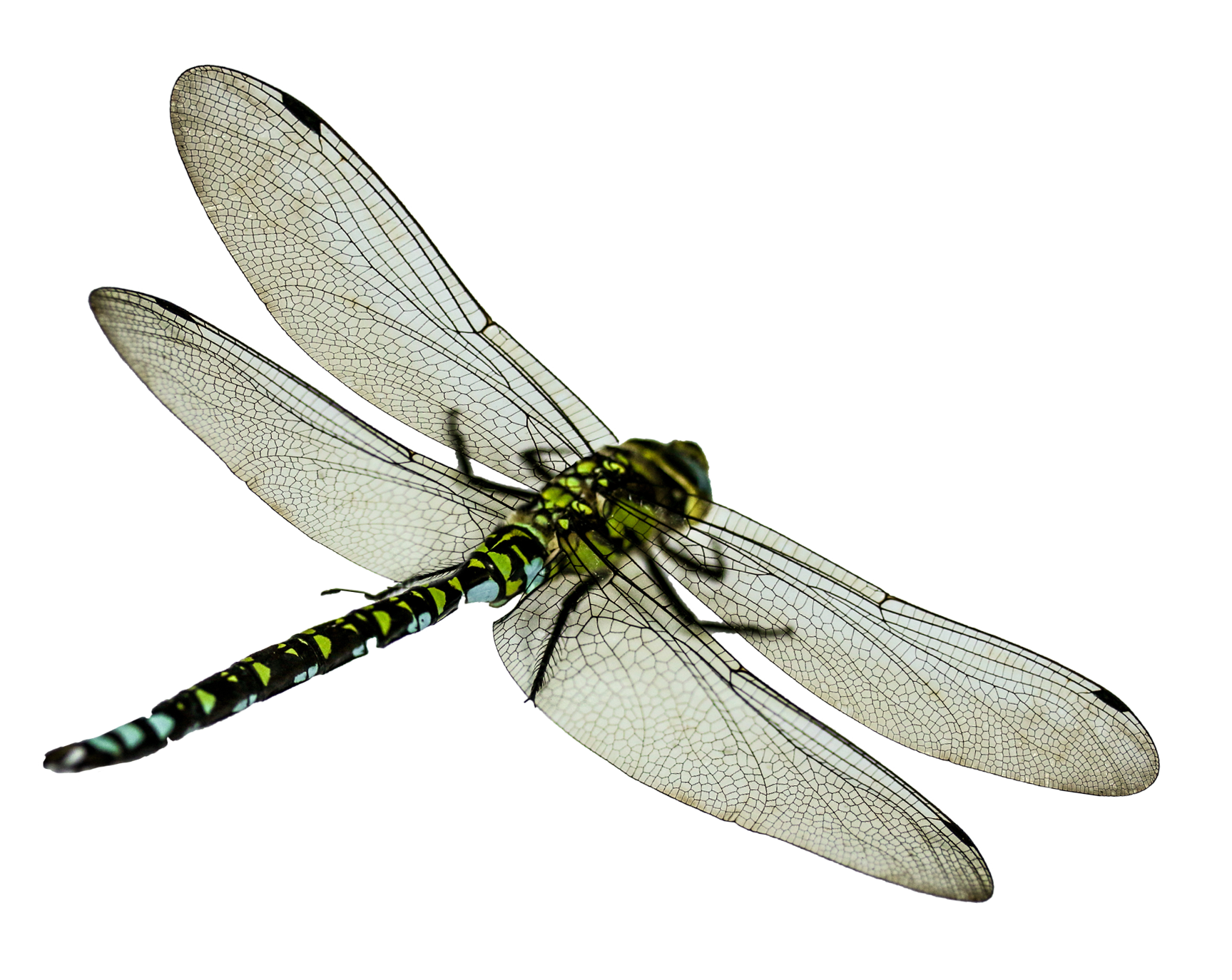 Green Dragonfly Transparent Background PNG with transparent background