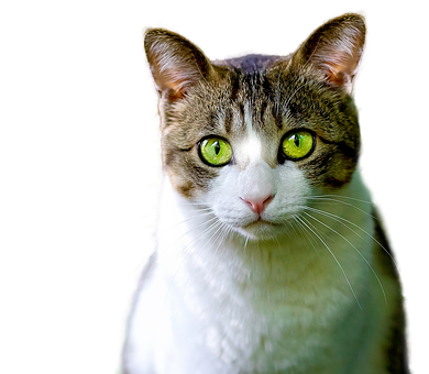 Green Eyed Tabby Cat Portrait